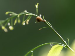 Strauchschnecke